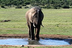 elephants waterhole addo IMG_3579.JPG